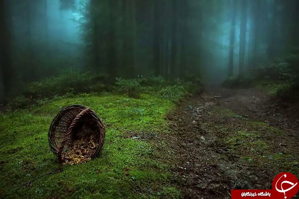١۵ جنگل مرموز و شگفت انگیز دنیا + تصاویر